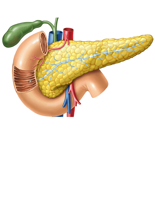 hepato pancreato biliary surgery in mumbai